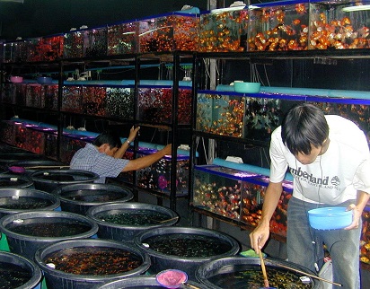 Pasar Ikan Hias Tangerang Strategis Ikan Ikan Cantik
