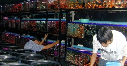 Pasar Ikan Hias Tangerang Strategis Ikan Ikan Cantik