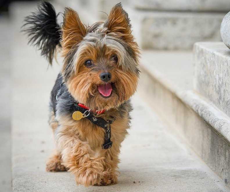 Yorkshire Terrier - History, Bahvior and Personality