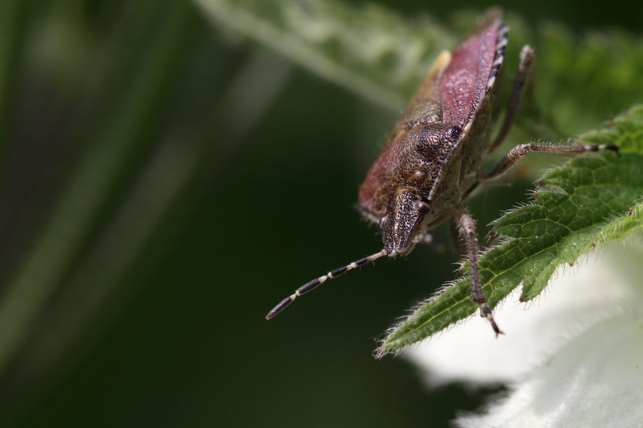 Indelible Images Forest Bugs