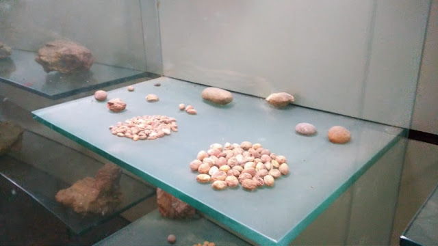 seeds fossils in ghughwa ghughwa fossils park