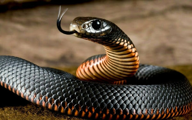 Змеи имеют иммунитет к собственным ядам