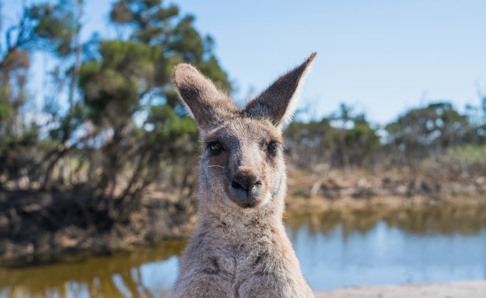 Kangaroo-saveforforest
