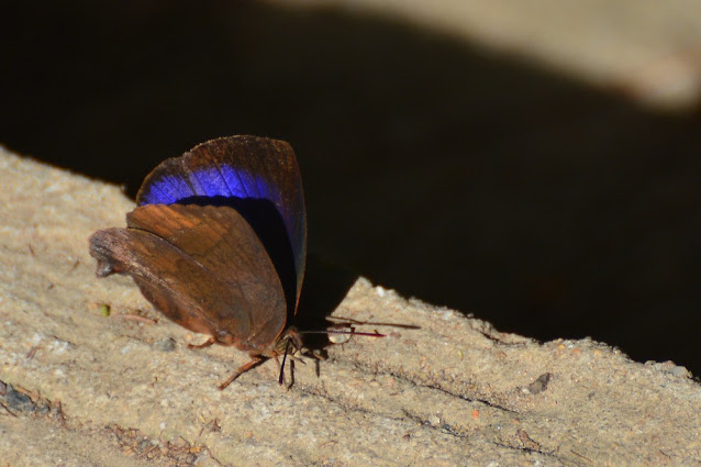 Arhopala pseudocentaurus Arhopala pseudocentaurus