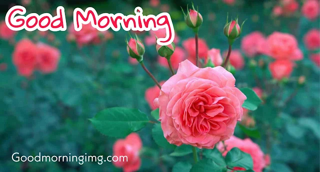 Good morning Images with flowers HD