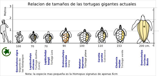 Biología y Geología en el IES Valle de Leiva: LA EVOLUCIÓN DE LAS ...