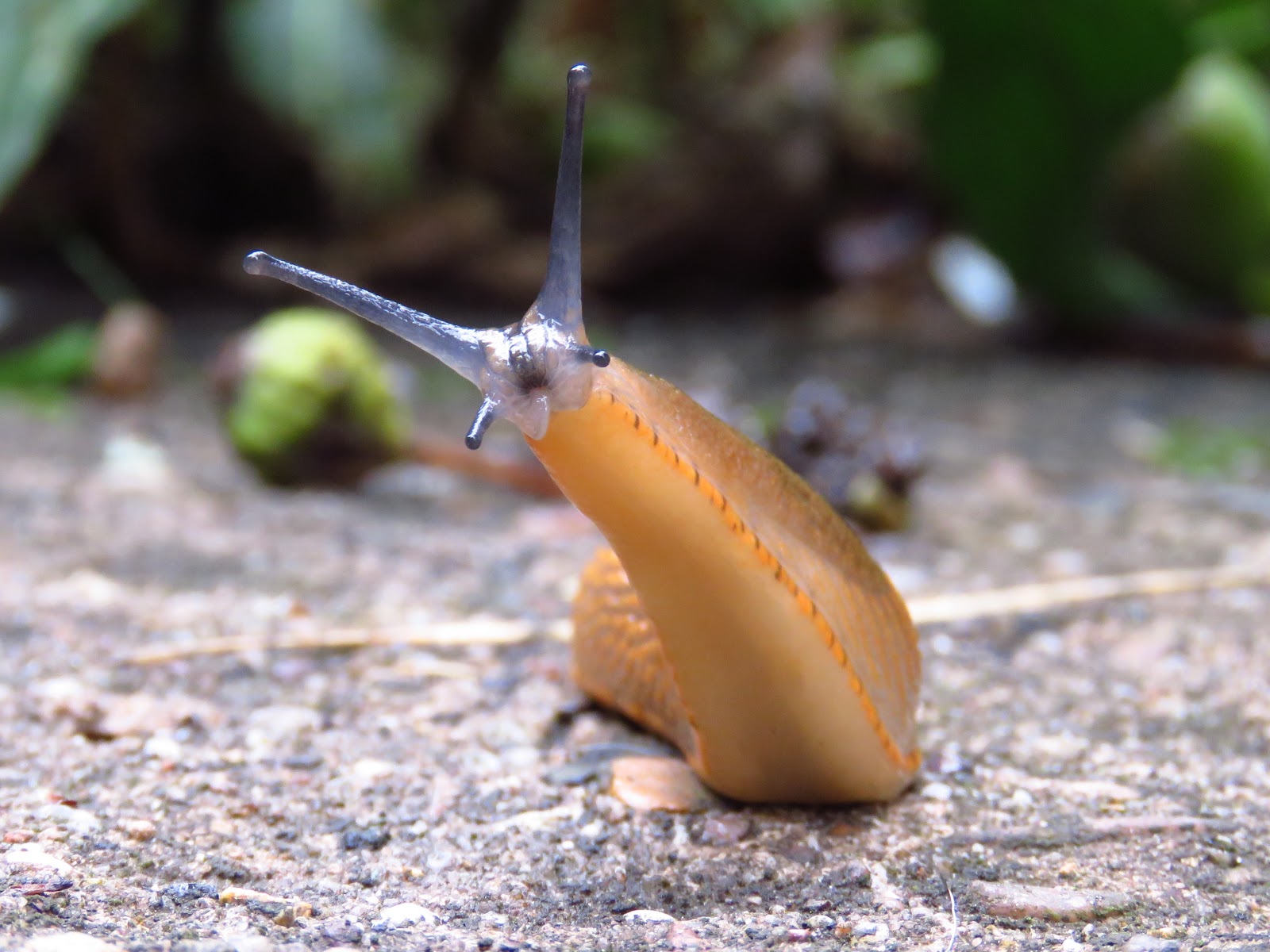 slugs climbing up the wall