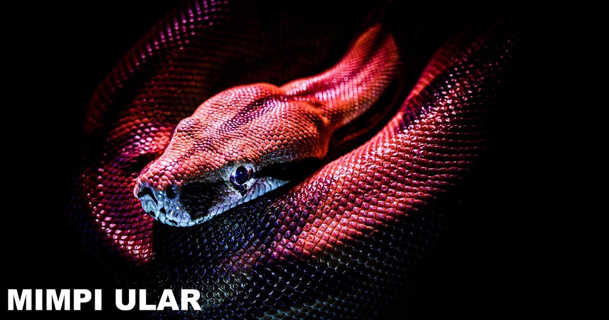 Misteri Mimpi Ular Menurut Psikolog Dan Ahli Tafsir Mimpi Tabir Dakwah Misteri Mimpi Ular Menurut Psikolog Dan Ahli Tafsir Mimpi Tabir Dakwah