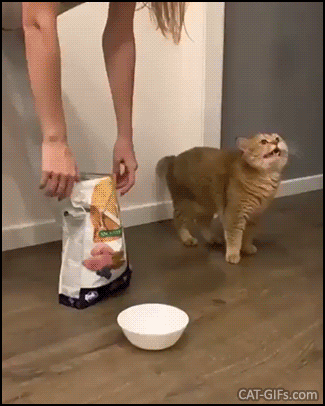 Hilarious Cat GIF • Crazy girl feeding her cat with an avalanche of treats hahaha.“ WTF? Are you mad Mom?” Hilarious Cat GIF • Crazy girl feeding her cat with an avalanche of treats hahaha.“ WTF? Are you mad Mom?”