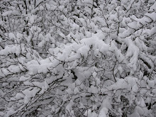 Ett virrvarr av grenar och snö, januari 2014