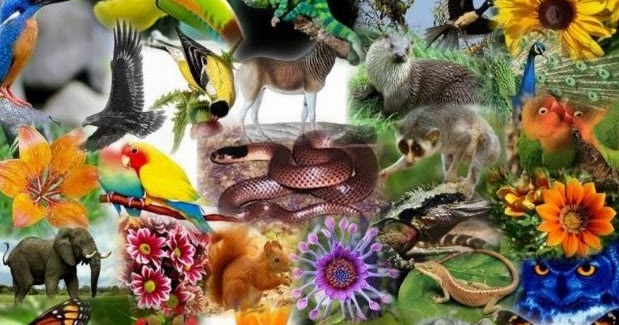 Ragam Keanekaragaman Hayati Di Indonesia | Information Update