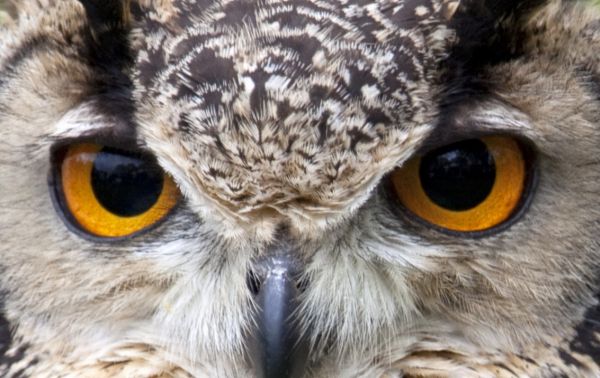What advantage does the frontal position of an owl’s eyes give it in hunting?
