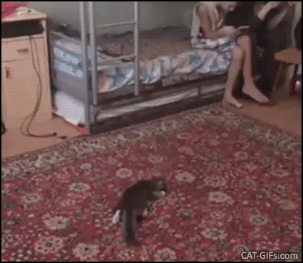 Amazing Cat GIF • Wow! fast and furious kitty bunny kicking soccer ball. Better goalie than human goalkeepers! Amazing Cat GIF • Wow! fast and furious kitty bunny kicking soccer ball. Better goalie than human goalkeepers!