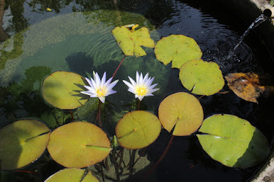 lotus-azul-do-egito-no lago