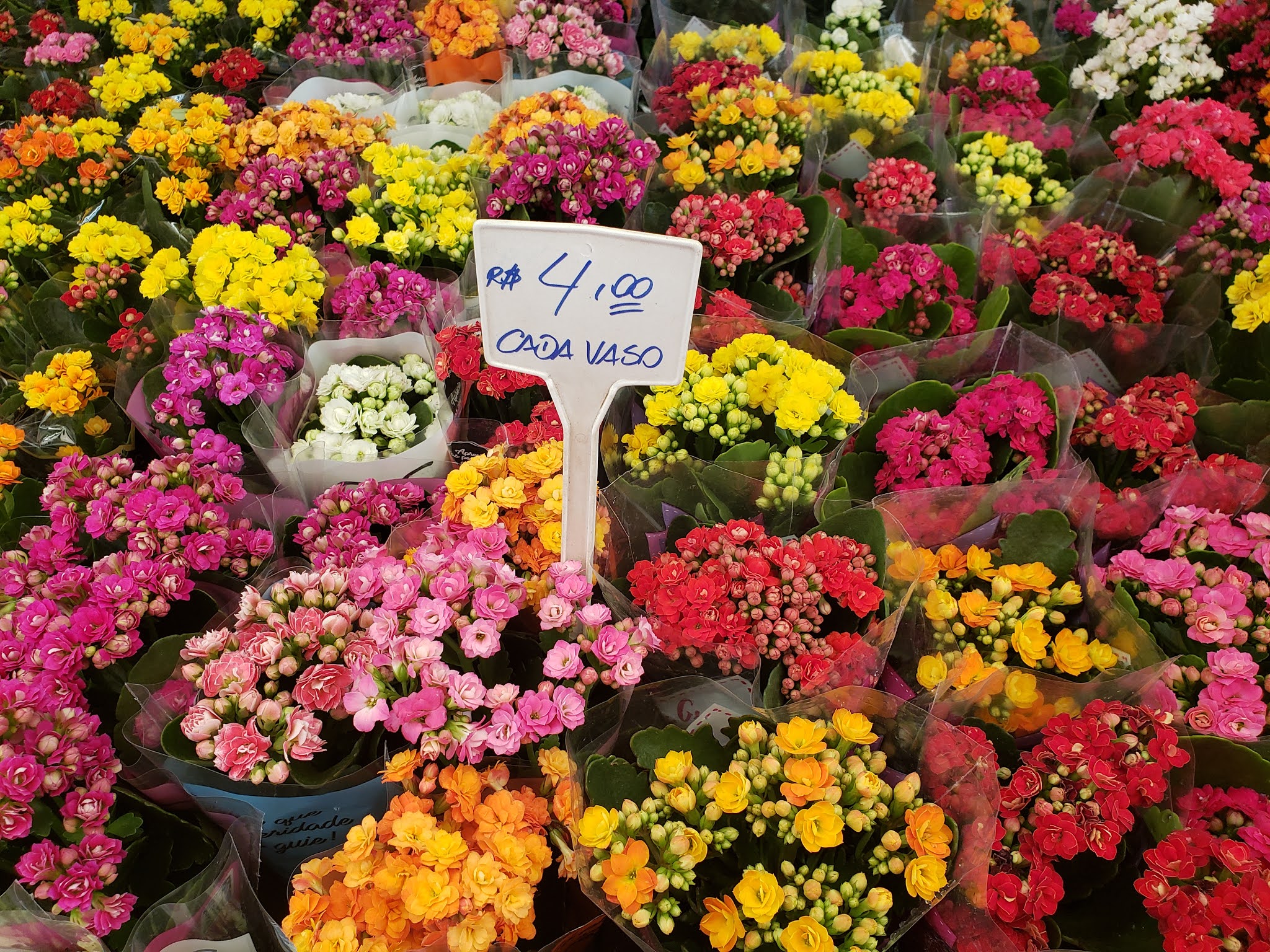O Mercado de Flores da Ceasa é maravilhoso e eu posso provar — Blog da Hida