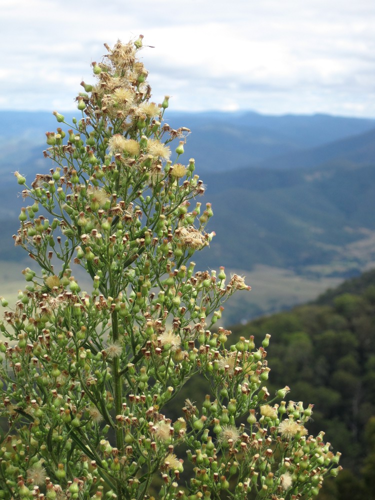 A Woman of Notes: An Autumn Weekend in Armidale