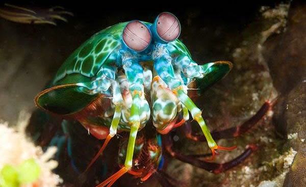 Animals You May Not Have Known Existed - Mantis Shrimp