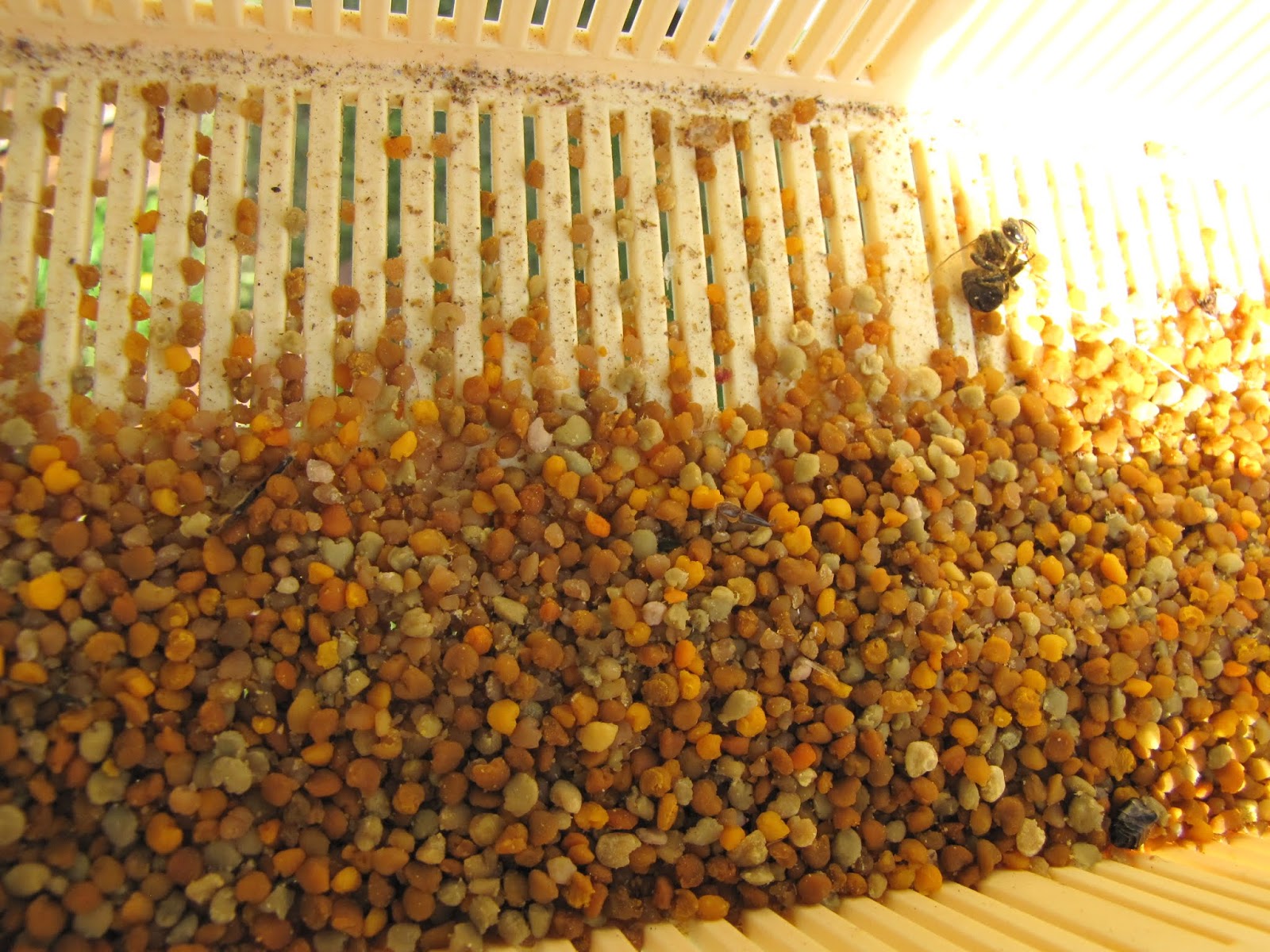 Islay Natural History Trust Investigation of the Honeybees Pollen Baskets