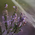 Heathers and spiderwebs with helios 44M-4
