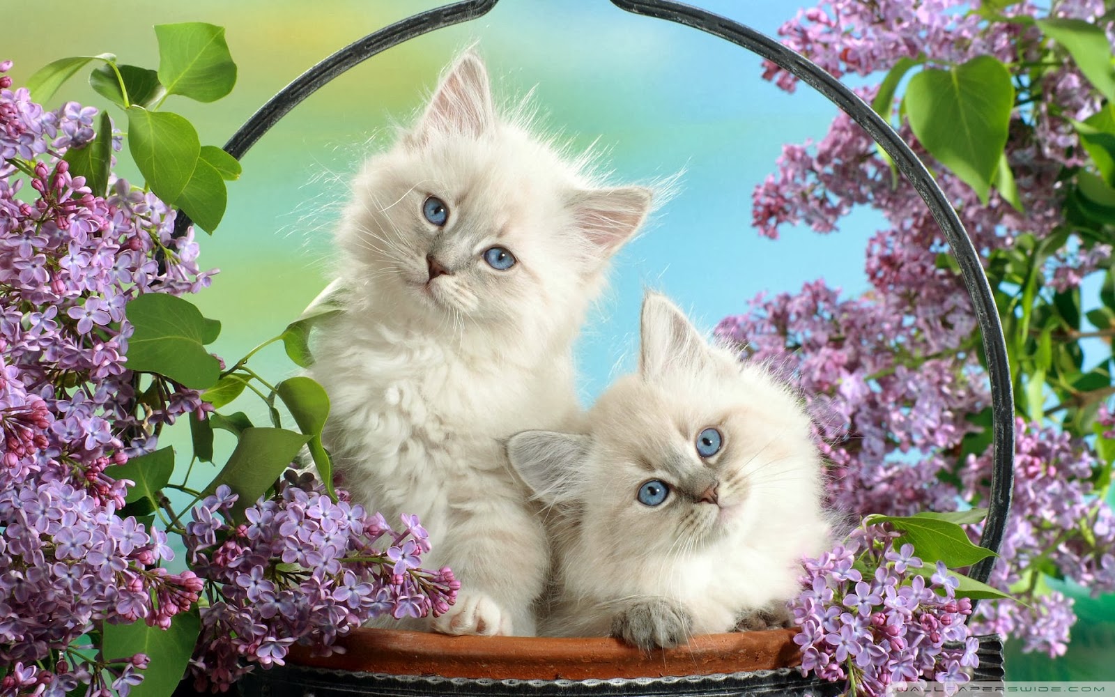 Gambar Kartun Korea Lucu Imut Keren Bestkartun