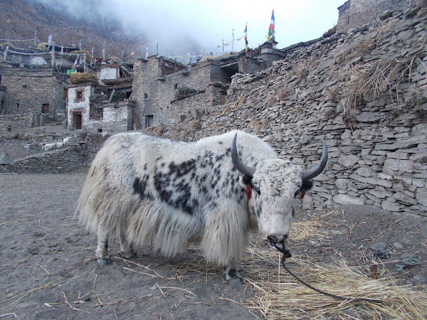 Вокруг Манаслу, долина Цум, Нар-Пу. Непал 2017.