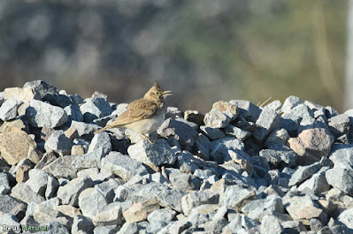 Cogullada vulgar