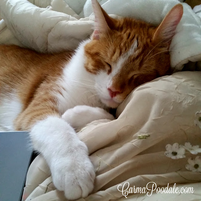 Sleeping orange and white kitten named DaeDae (DayDay)- CarmaPoodale