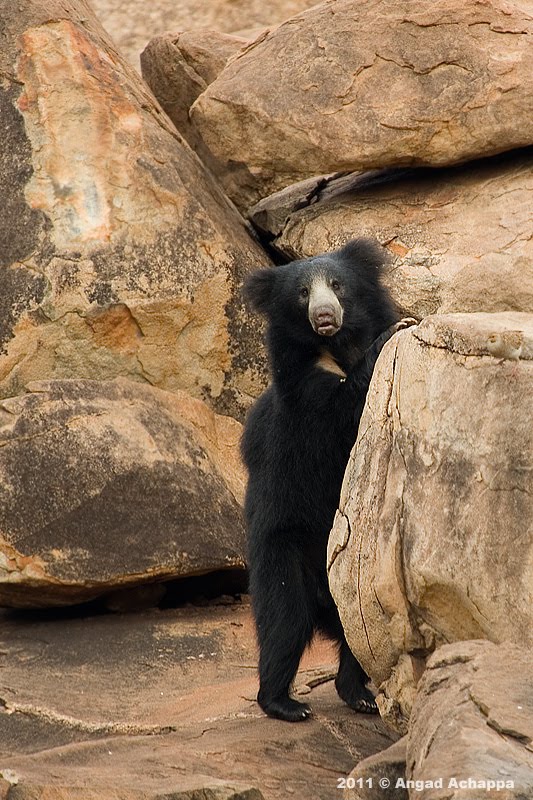 Wildlife photography: Daroji Bear Sanctuary - Heaven for sloth bears