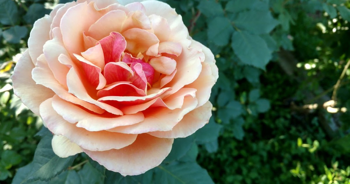 Tips for summer rose care