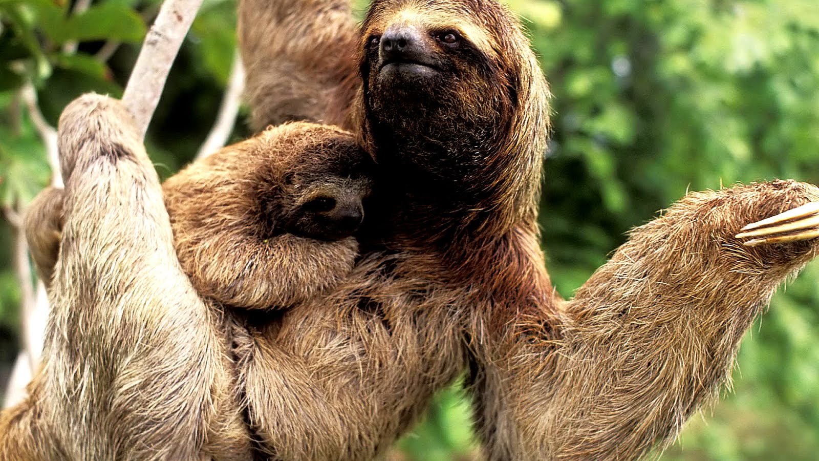 Are Three Toed Sloths Endangered - Danger Choices