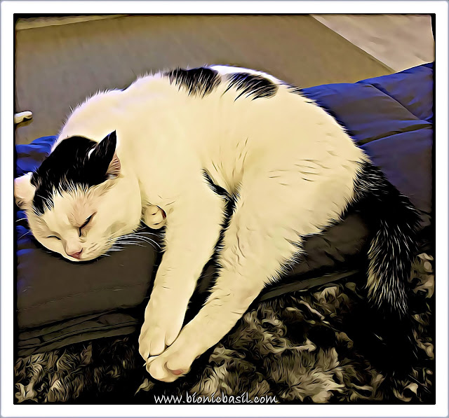 Smooch's Flat Out Selfie ©BionicBasil® Caturday Art Hop