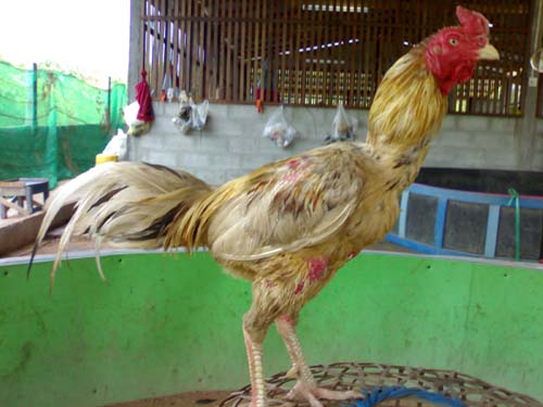 Cara Merawat Ayam Saigon yang Tepat dan Sehat