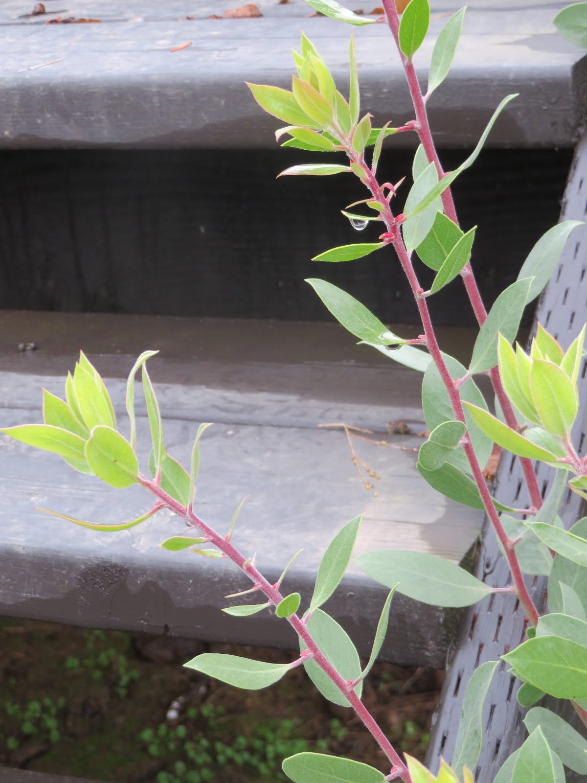 Flora Wonder Blog Viburnum When You Can Mulch Them