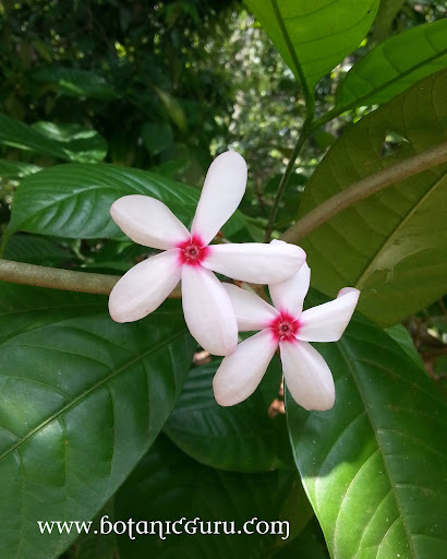 Kopsia fruticosa, Pink Kopsia, Shrub Vinca flower front view