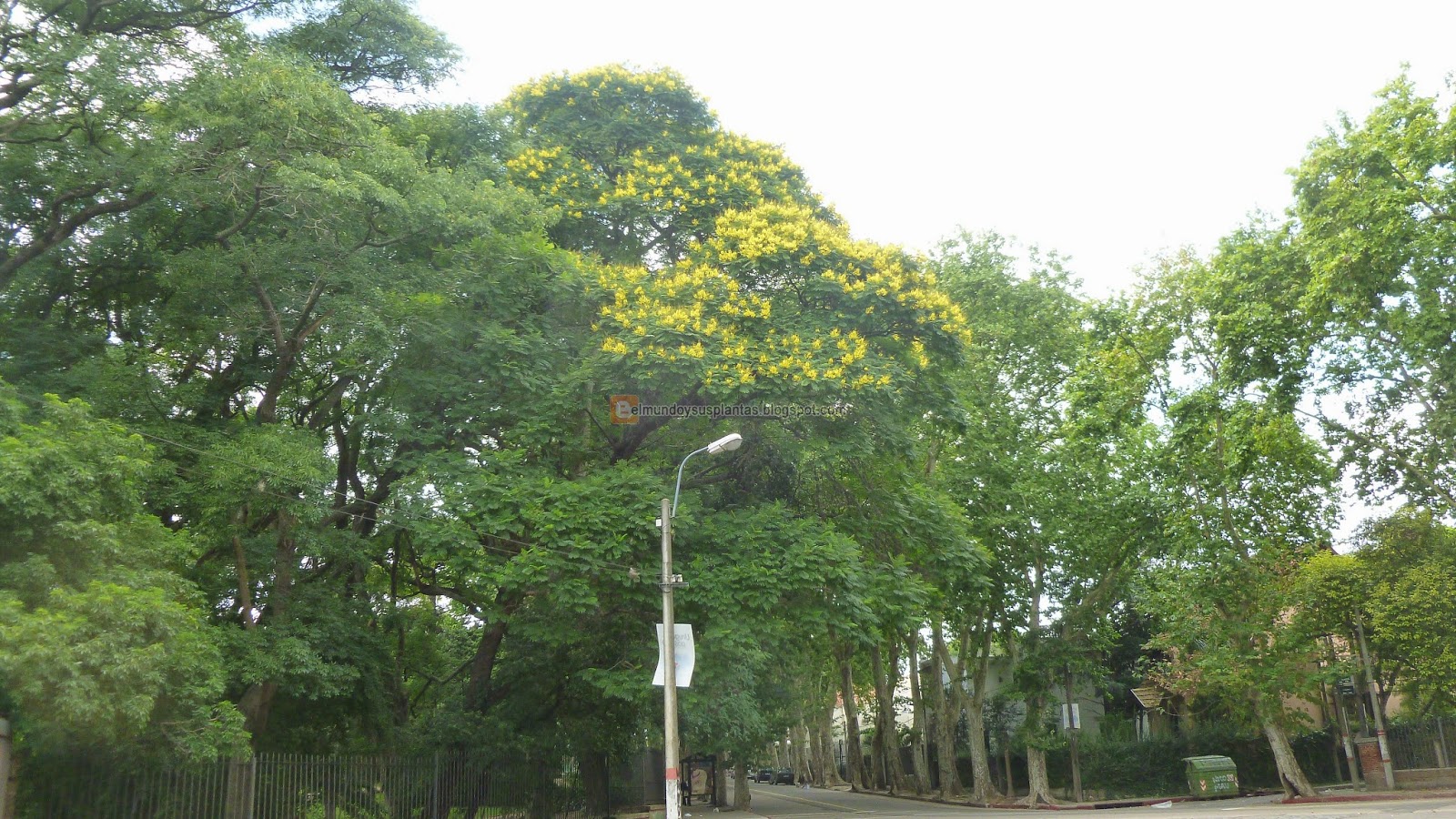 árbol de Ibirapitá