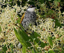 Scaly-breasted Bulbul_2011