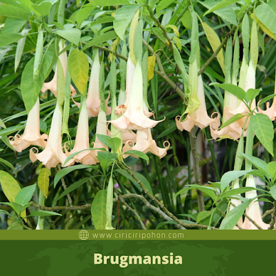 Brugmansia