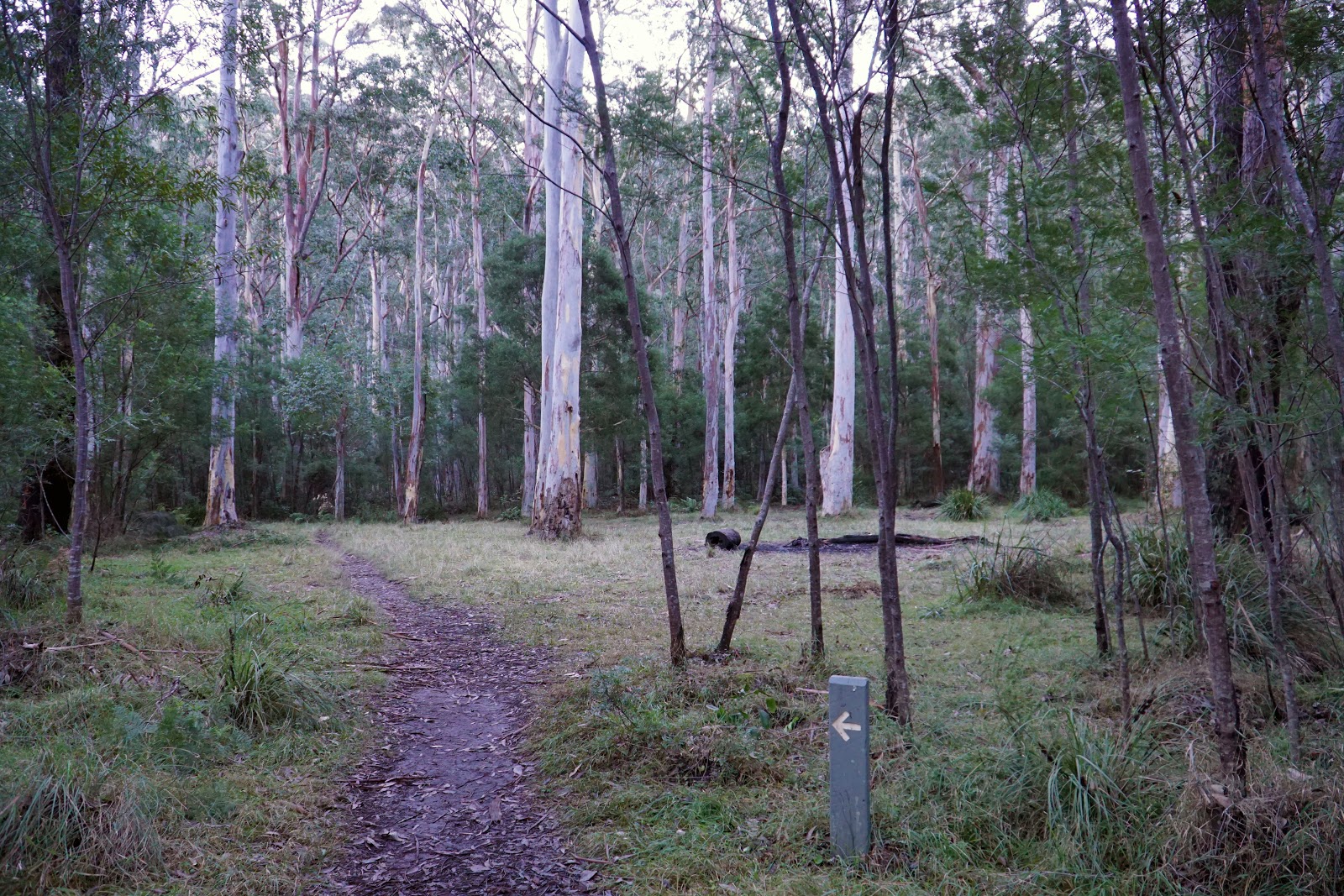 Grose Valley (NSW) Mt Victoria to Acacia Flats The Long Way's Better