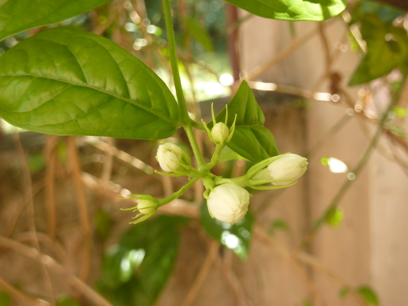 Our Edible Garden Jasmines
