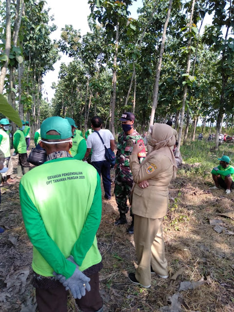 Babinsa  Gilirejo Dampingi Kadistan Cek Hama Jagung