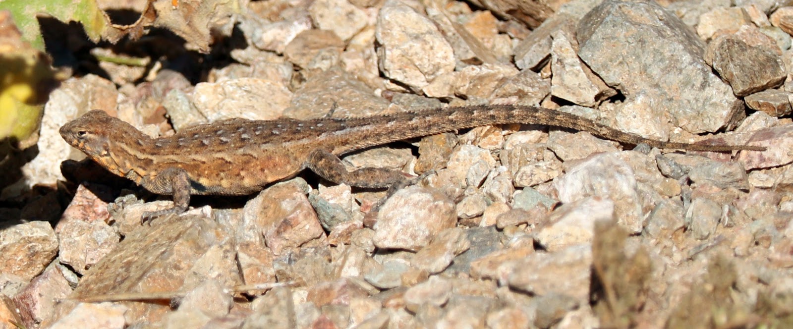 Lizards around Arizona
