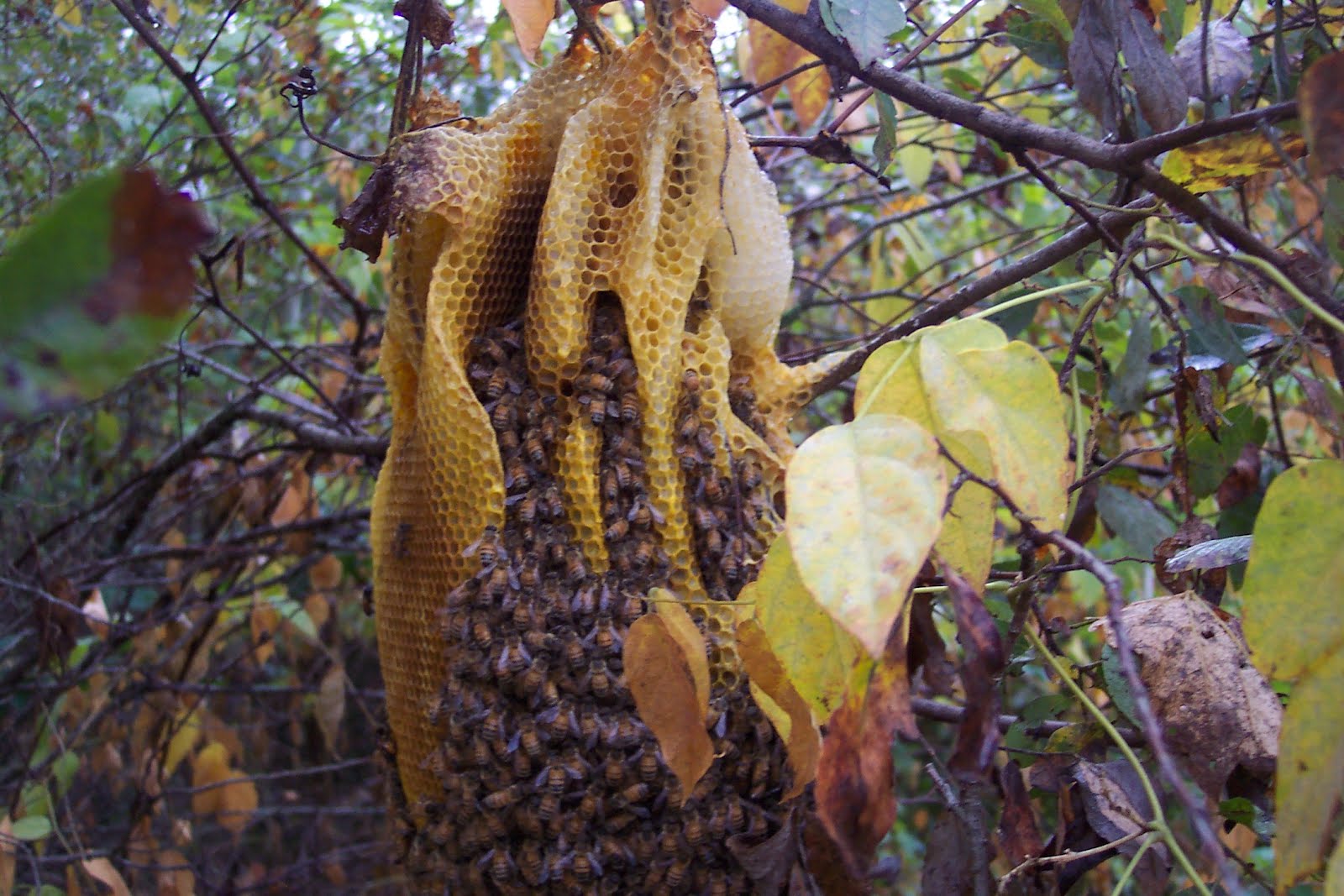 My Interesting Talks with Friends African Killer Bees Types Facts