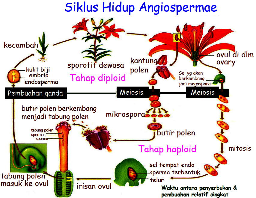 marlisadarwi Reproduksi  Angiospermae dengan Gymnospermae