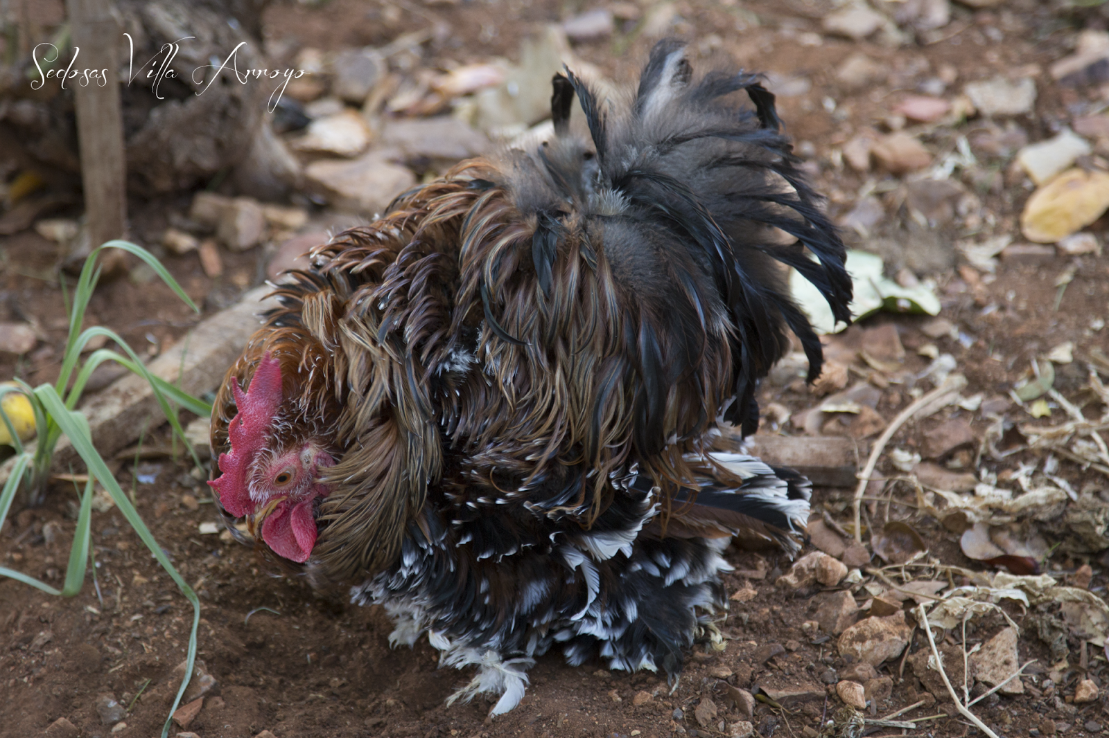 Sedosas Villa Arroyo: Pekin Mil Flores Porcelana