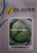 Benih Kubis, Benih Kubis Sumgreen, Benih Kol Sumgreen, Kubis Dataran Rendah Sumgreen, Clause, Jual Benih Kubis Sumgreen, Lmga Agro, Benih Kol Sumgreen Murah