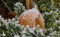 Au Jardin de Gine