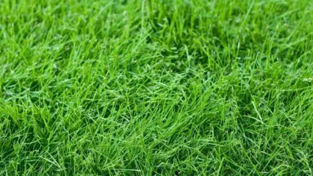 La Festuca