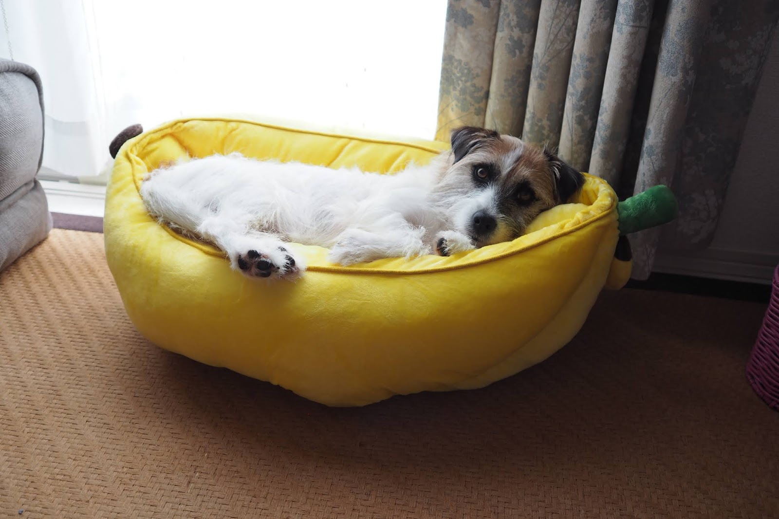 もふもふゴワゴワ犬 攻略log 新しい犬ベッドはバナナ ちょっと硬めだけどそれが良いらしい