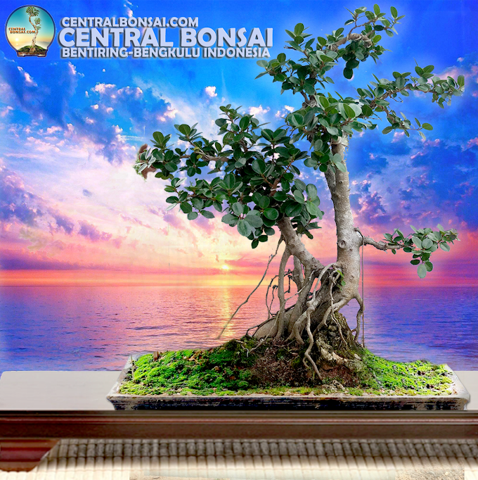 BERBAGI ILMU CARA PEMAMFAATAN AKAR BERINGIN IPRIK JADI BONSAI CANTIK