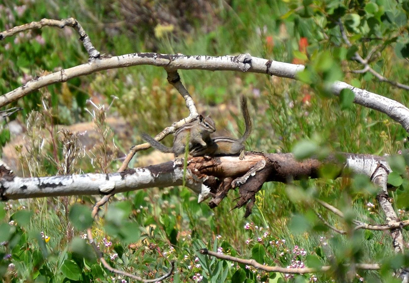 Woods Walks and Wildlife: July 2012